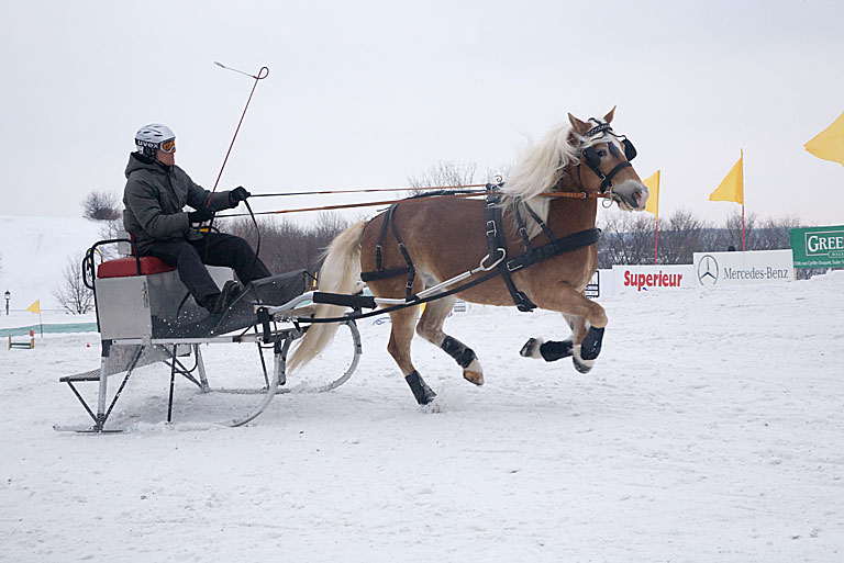 Horse race 2226